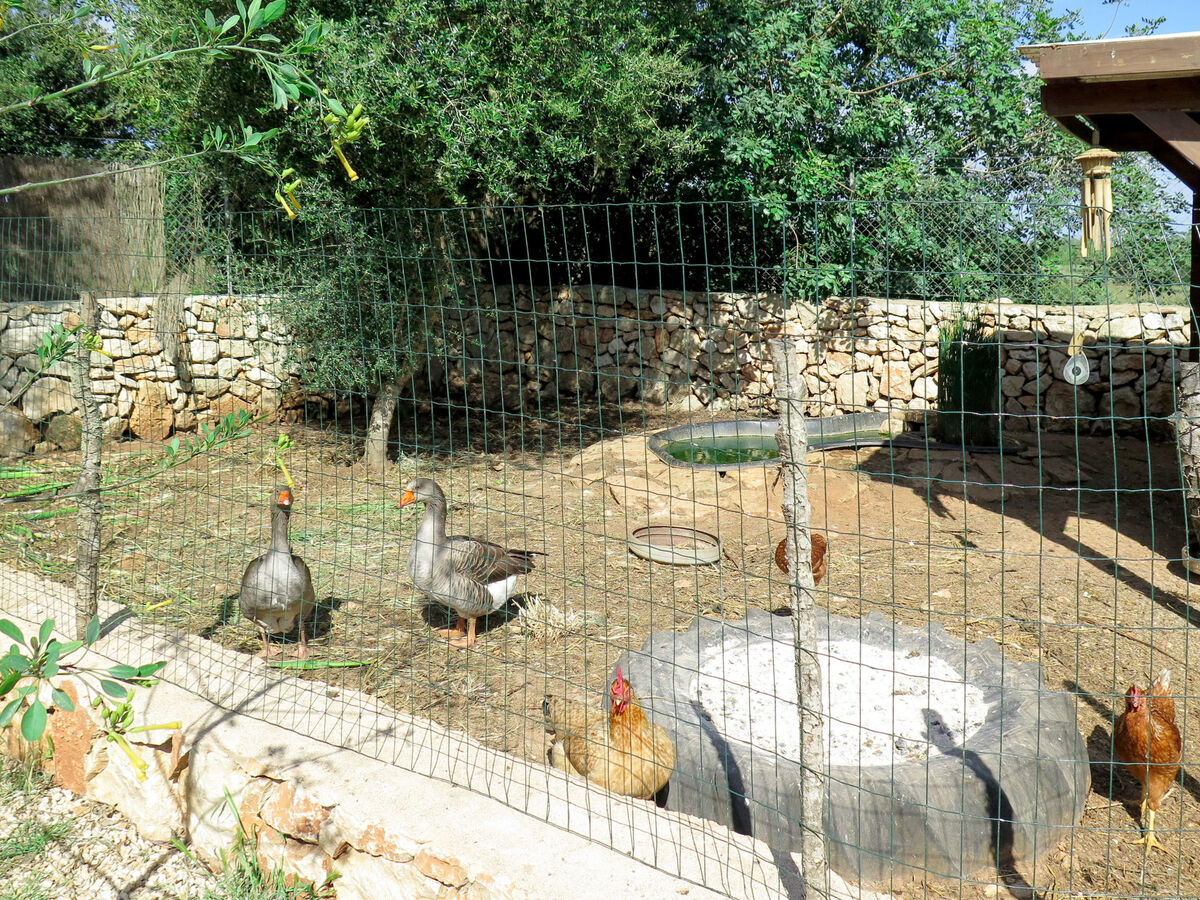 Moli de Son Vidal – Maison 8 pers. avec piscine - Photo 46