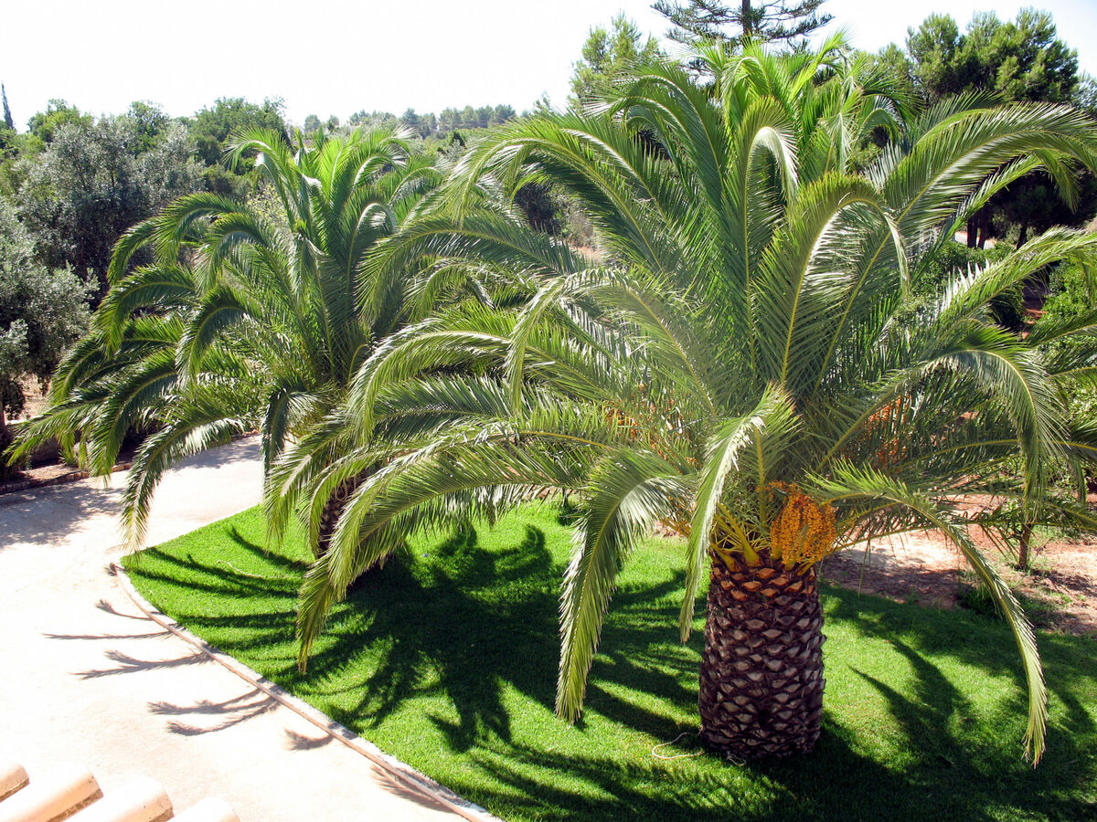 Do Lagar – Maison 6 pers. piscine privée, Carvoeiro - Photo 15