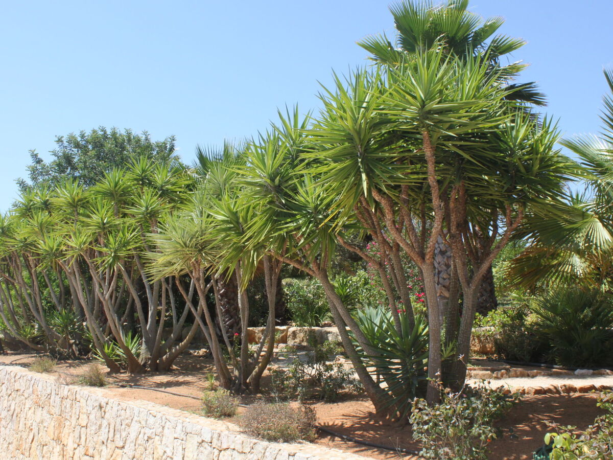 Do Lagar – Maison 6 pers. piscine privée, Carvoeiro - Photo 26