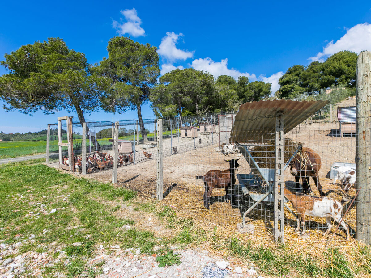La Carraia – Gîte 5 pers. avec piscine à Bibbona - Photo 46