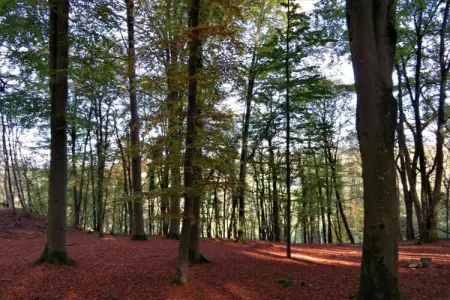 Gîte Li Vêrt Veschau - Ferme 6 pers. à Sohier : photo 35