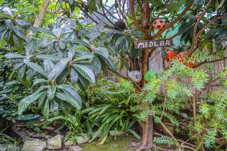 Maison Giglio : jardin à Sorrente, 2 km de la mer - Photo 40