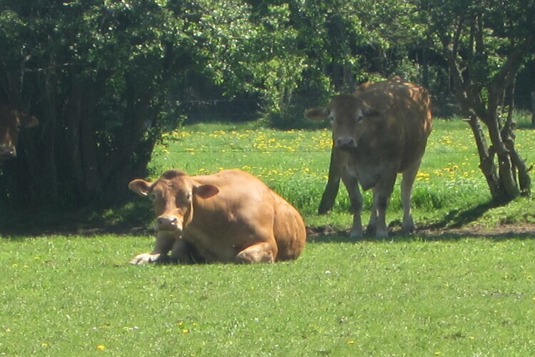 Gîte à la ferme à Burg-Reuland, 7 personnes - Photo 29