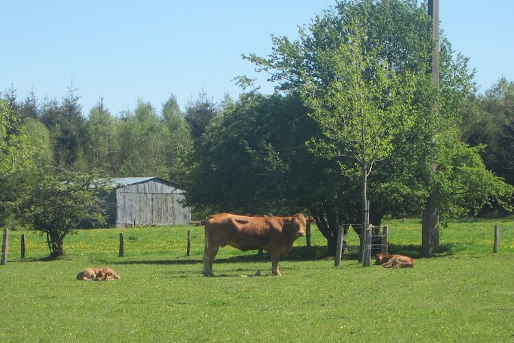Gîte à la ferme à Burg-Reuland, 7 personnes - Photo 31