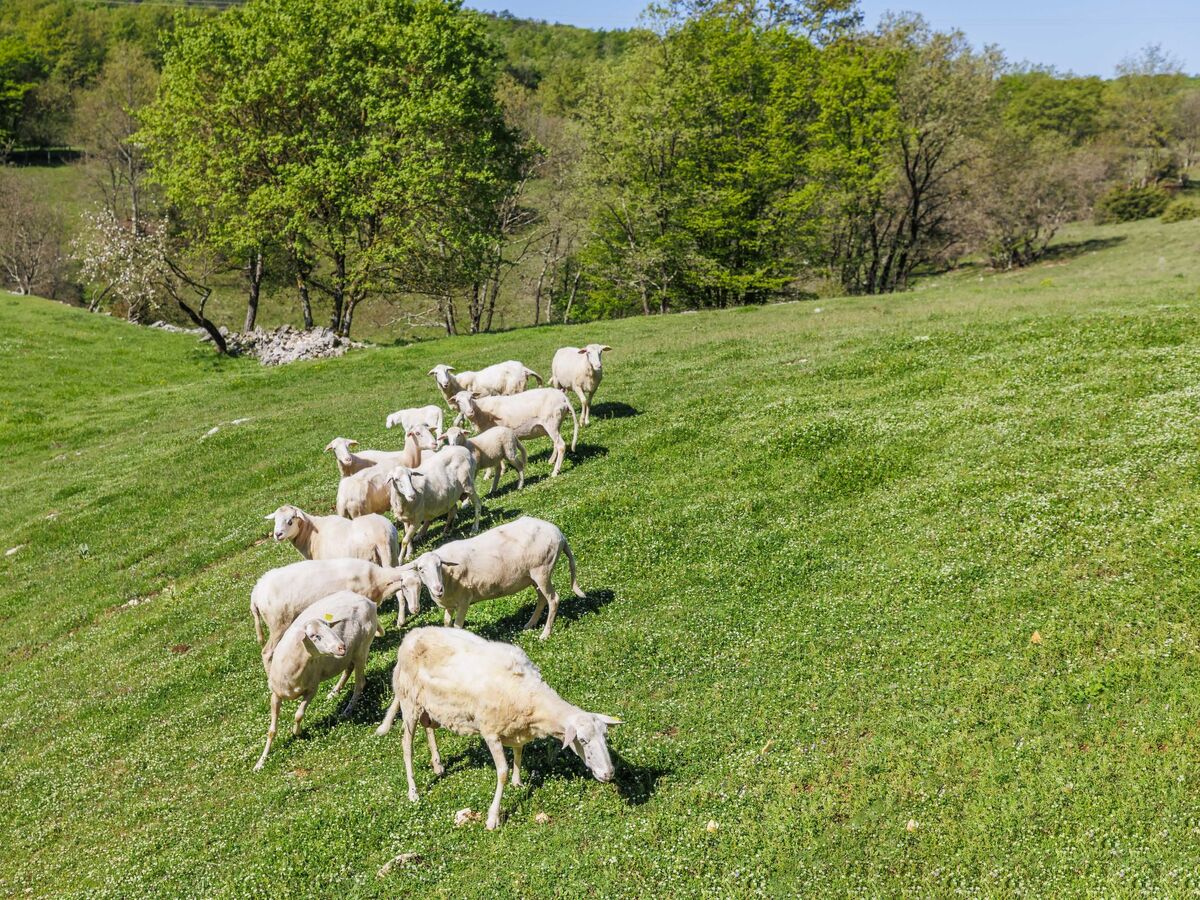 Maison Narcis à Pazin, 6 pers., terrasse 40 m² - Photo 42