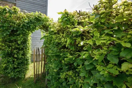 Gîte Hautva – 21 personnes en Ardenne belge : photo 23