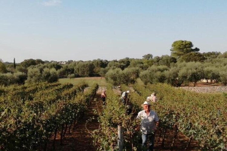 Il Tesoro - Gîte 2 personnes avec jardin à Cisternino - Photo 30