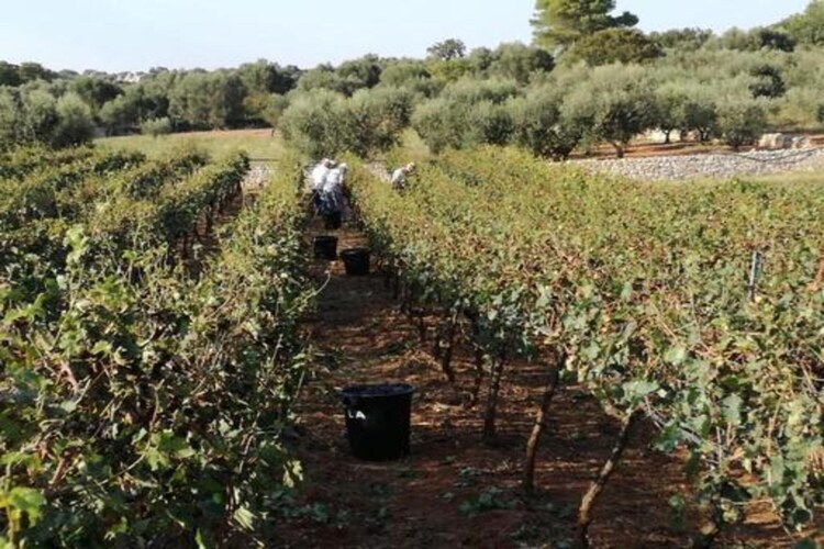 Il Tesoro - Gîte 2 personnes avec jardin à Cisternino - Photo 31