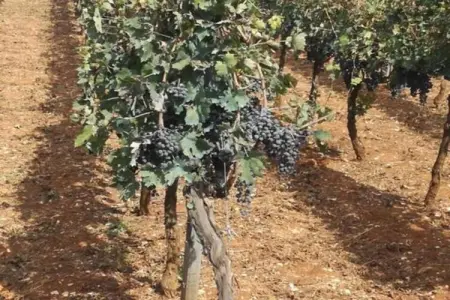 Il Tesoro - Gîte 2 personnes avec jardin à Cisternino : photo 29
