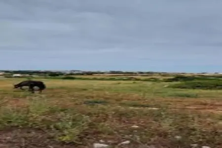 Il Tesoro - Gîte 2 personnes avec jardin à Cisternino : photo 34