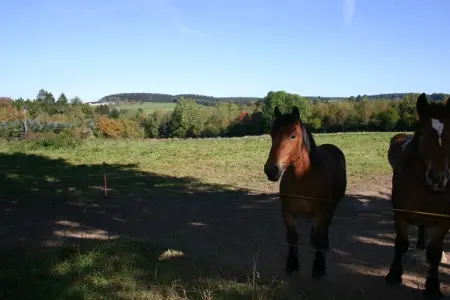 Am weissen Hirsch, Belle maison de vacances au bord de la forêt à Amel - Photo 35