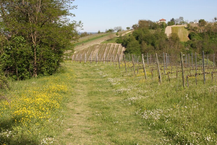 Villa Casa Magnano Ziano – Vue 360° sur les vignes - Photo 36
