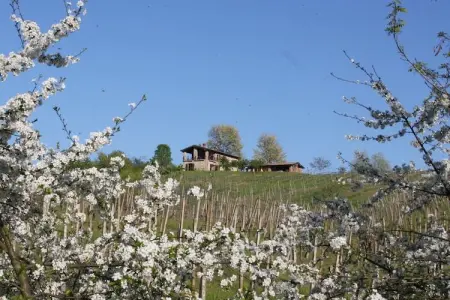 Villa Casa Magnano Ziano – Vue 360° sur les vignes : photo 6