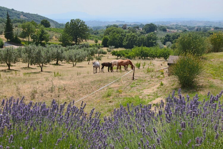 Lavanda - Gîte rural pour 2 à Casperia - Photo 33