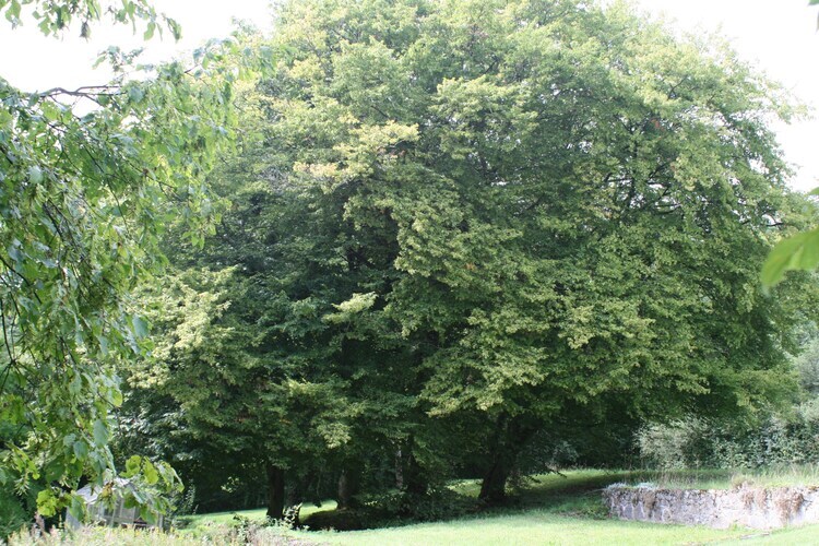 Maison de la Molignée – 13 personnes, vallée ardennaise - Photo 29