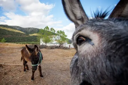 Cortijo El Llano, Manoir avec piscine privée dans un parc naturel - Photo 32