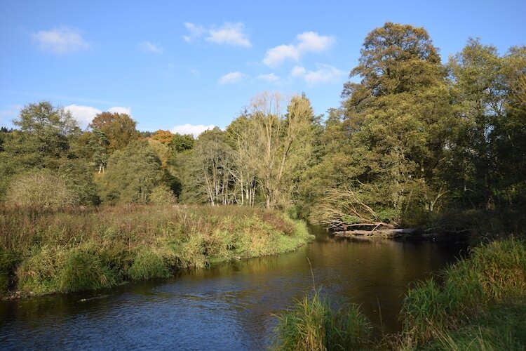 Li Saboti : maison 4 chambres à Roumont, 100 m de la forêt - Photo 30
