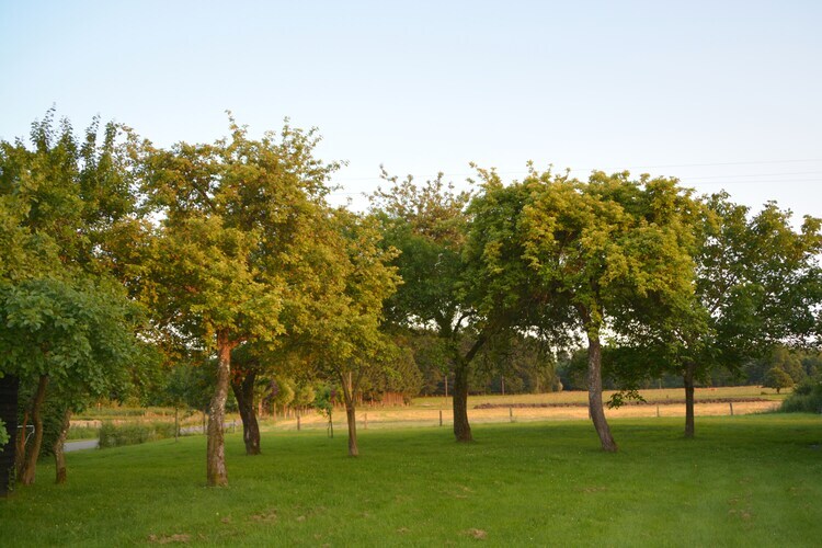 Li Saboti : maison 4 chambres à Roumont, 100 m de la forêt - Photo 38