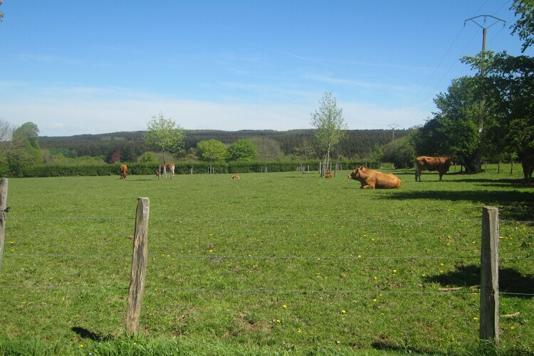 Li Saboti : maison 4 chambres à Roumont, 100 m de la forêt - Photo 40