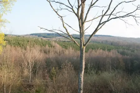 Le Trou du Loup, gîte 4 pers. à 100 m de la forêt : photo 23