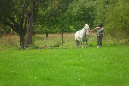 Maison Gimnée : 8 personnes, jardin et jeux : photo 39