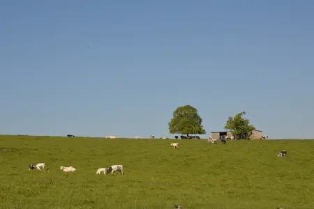 Gîte Offagne - Villa 12 pers. en forêt ardennaise : photo 37