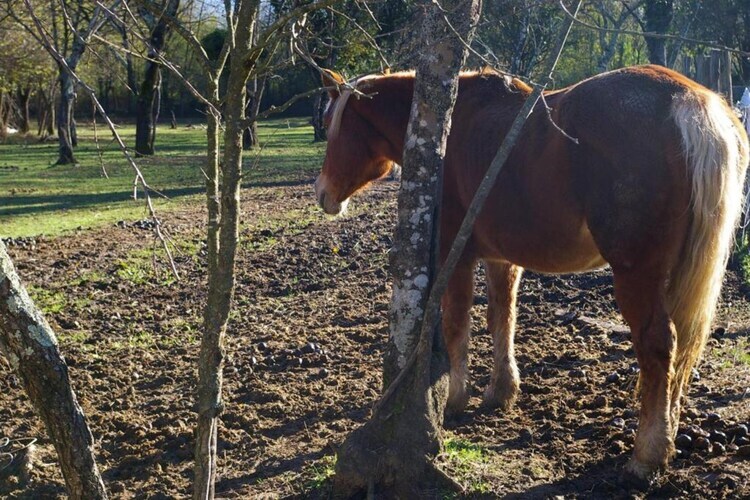 Argilla 6 – Maison Toscane avec Étang de Baignade - Photo 39