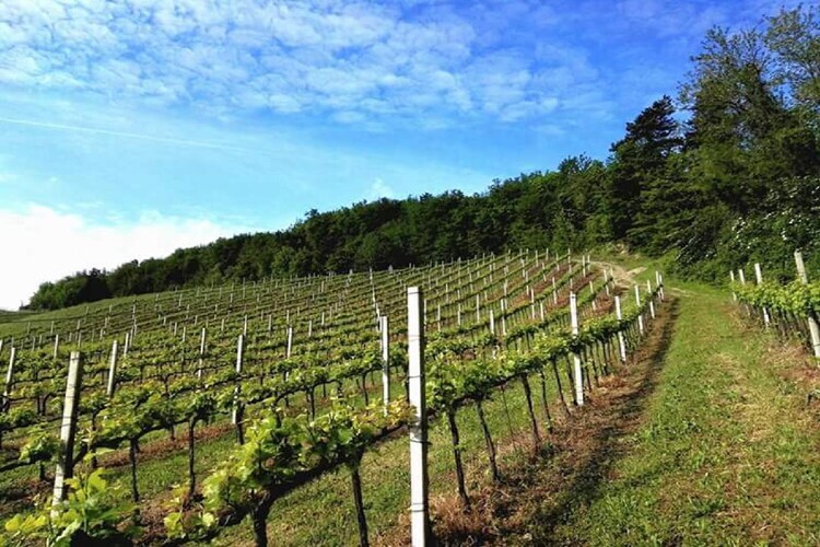 Maison Yassine en Romagne : 4 pers., nature et vignobles - Photo 23