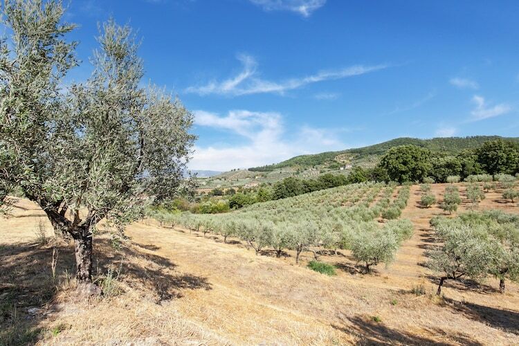 La Casa dei Due Olivi, gîte en ferme toscane - Photo 37