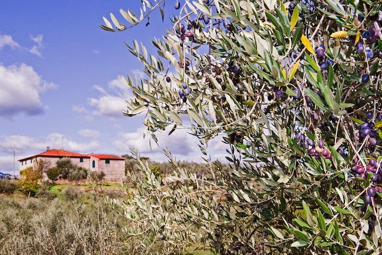 La Casa dei Due Olivi, gîte en ferme toscane - Photo 39