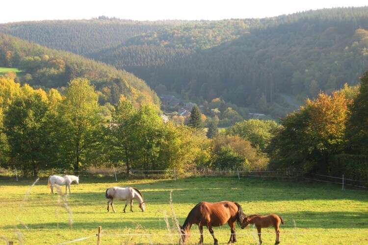 Chantemerle, maison 6 pers. en forêt ardennaise - Photo 29