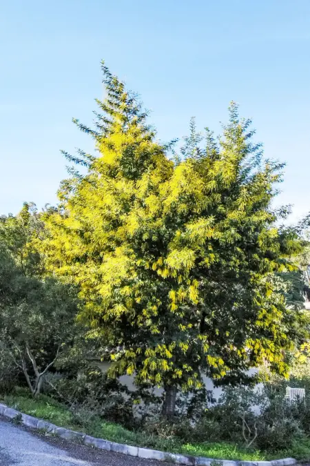 Cap Nègre : Domaine de la Pinède, Location Appartement 4 personnes à Le Lavandou - Photo 20