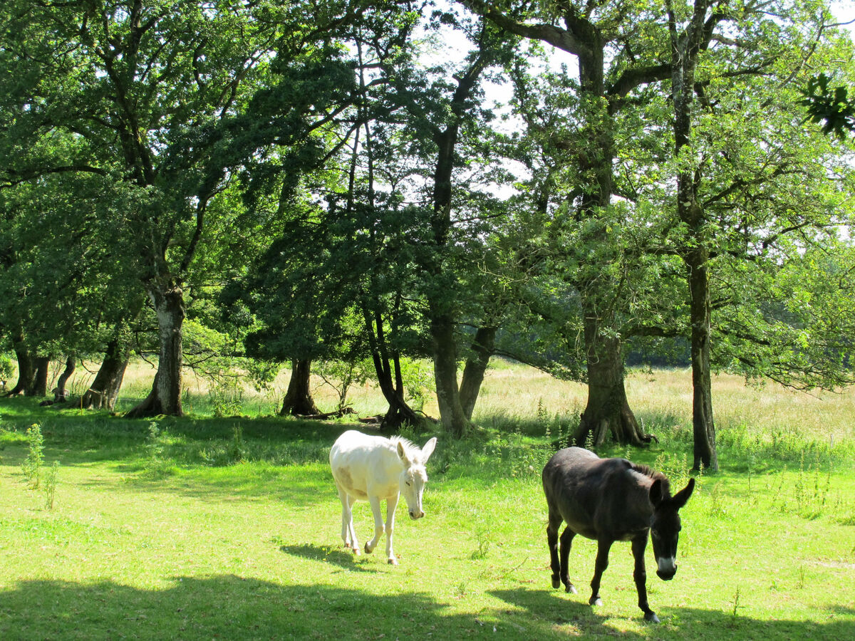 Les Trois Baudets - Gîte 4 pers. en Bretagne - Photo 18