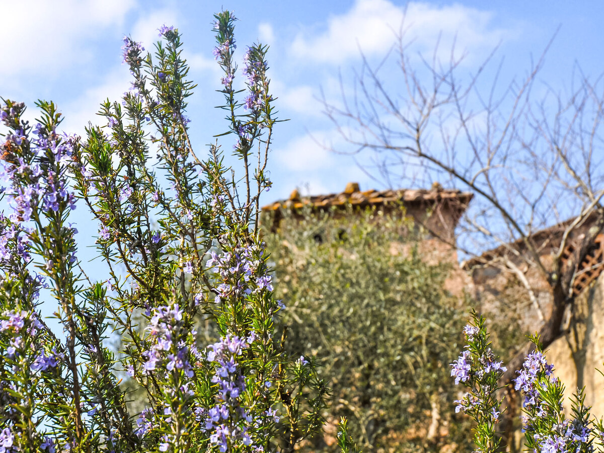 Il Ligustro – Gîte 2 pers. Sovicille, Toscane - Photo 22