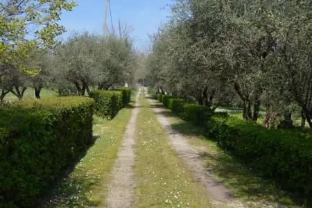 Villa degli Ulivi – Maison 5 chambres avec piscine : photo 33