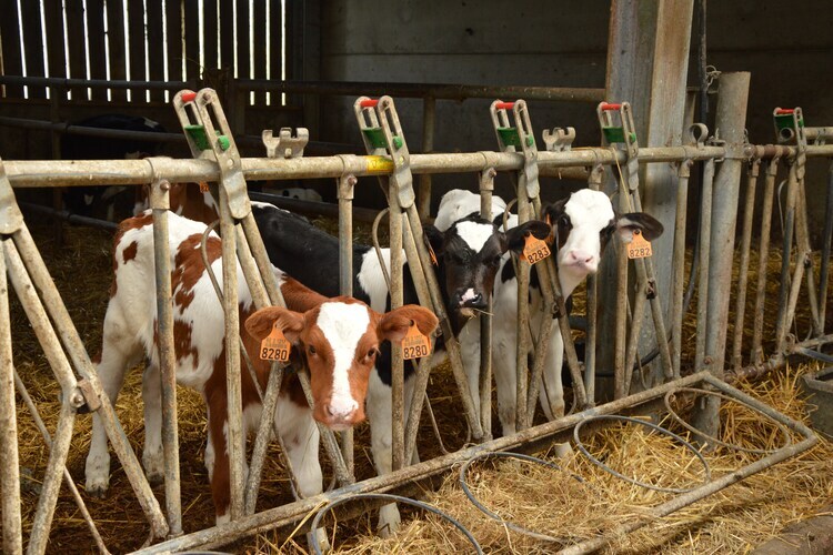 Mosterthoeve : maison de 6 chambres à la ferme - Photo 27