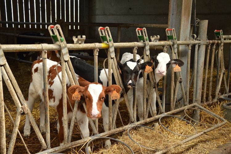 Schuur : maison 24 pers. dans une ferme active - Photo 32