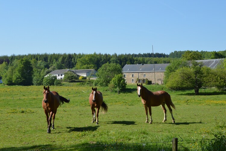 La Madeleine, Maison de vacances à Forrières avec sauna - Photo 24