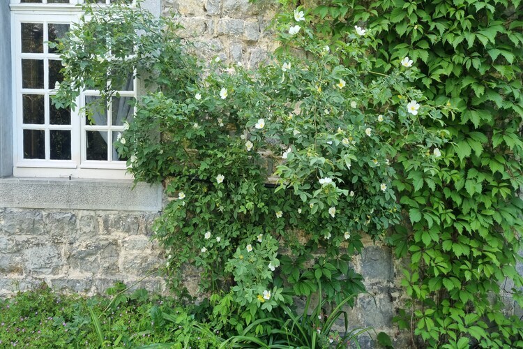 La Madeleine, Maison de vacances à Forrières avec sauna - Photo 37
