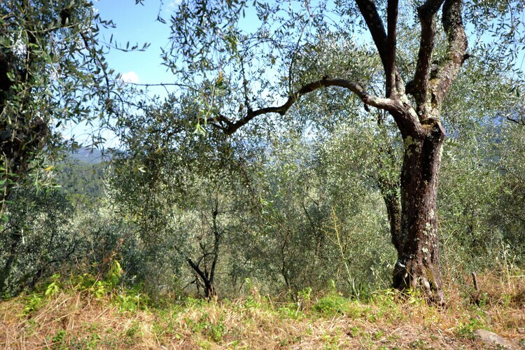 Maison Angie à Sesta Godano, terrasses et forêt - Photo 28