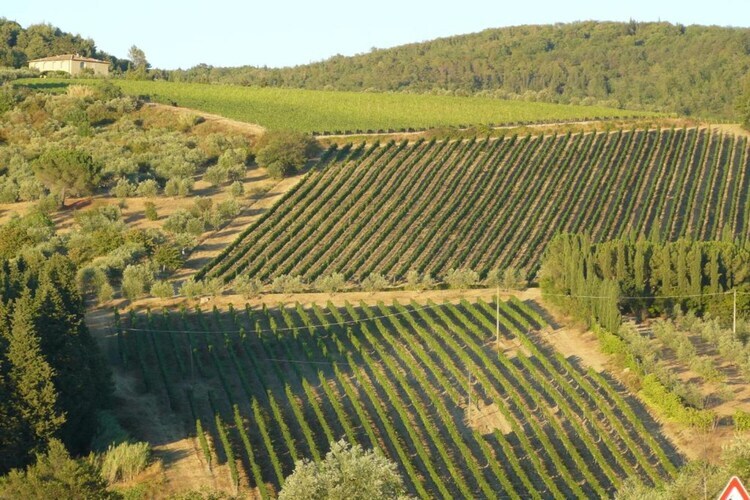 Il Camino, maison toscane en ferme active 4 pers. - Photo 29