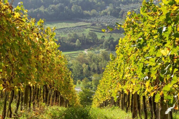 Il Camino, maison toscane en ferme active 4 pers. - Photo 38