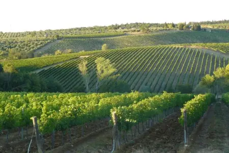 Il Camino, maison toscane en ferme active 4 pers. : photo 28