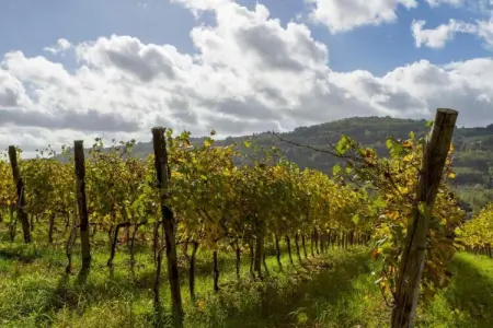 Il Camino, maison toscane en ferme active 4 pers. : photo 36