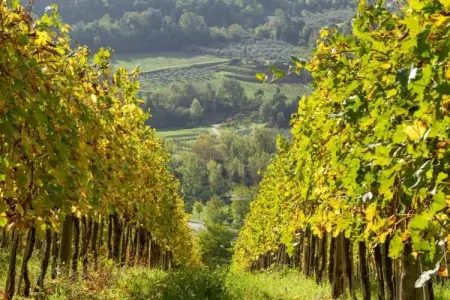 Il Camino, maison toscane en ferme active 4 pers. : photo 38