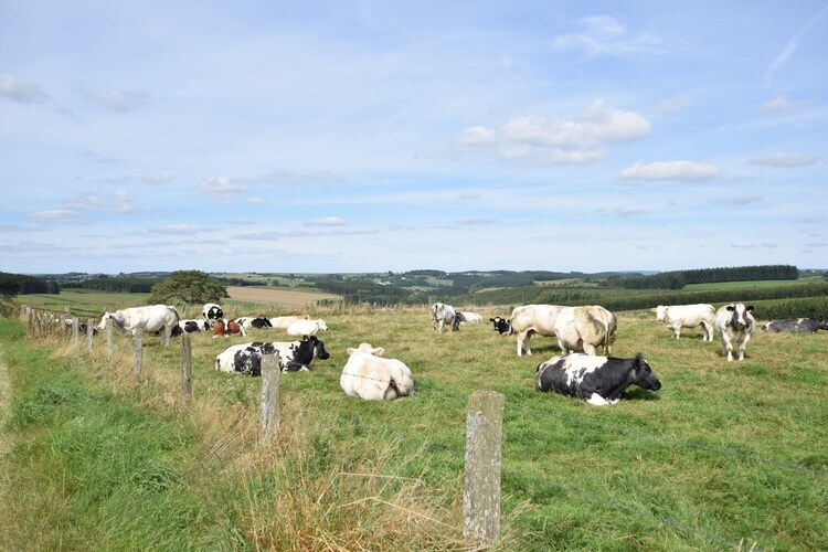 Gîte Maquis du cerf à La Roche-En-Ardenne - Photo 27
