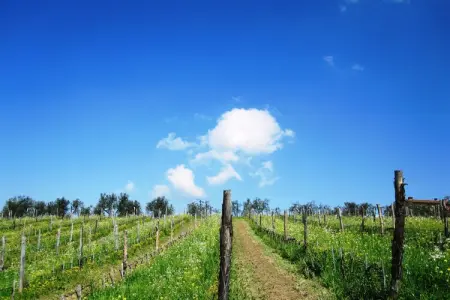 Maison Istrice en ferme biologique toscane : photo 38