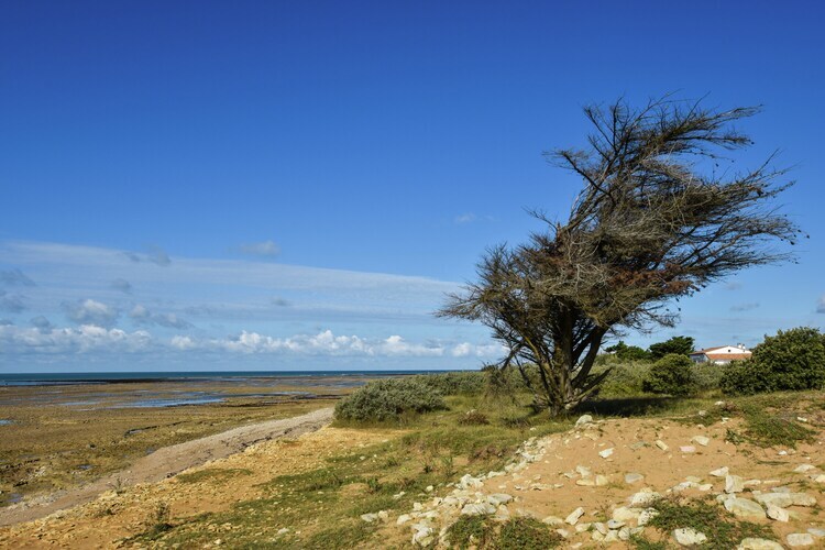 Maison 8 pers. à 300 m de la plage, Île-de-Ré - Photo 20