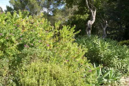 Provencal, Maison de vacances à Six-Fours plage - Photo 17