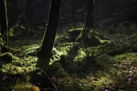 Maison 5 pers. en pleine nature à La Chapelle-Aux-Bois : photo 30